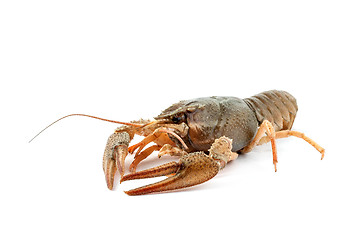 Image showing River raw crayfish