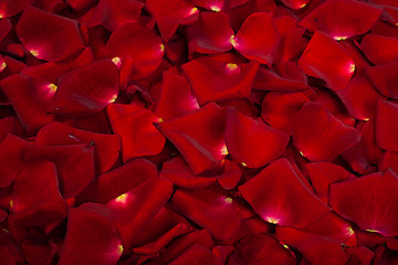 Image showing Background of red rose petals