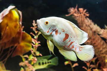 Image showing Ttropical freshwater aquarium with fishes