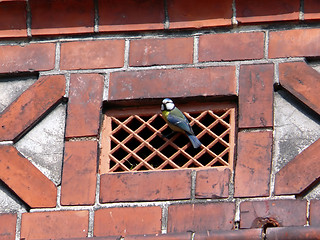 Image showing Blue Tit Bird In Ventilation Hole