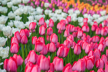 Image showing Multicolored flower  tulip field in Holland