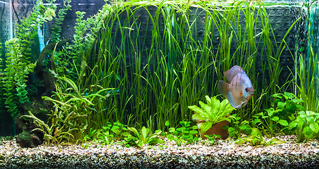 Image showing Aquarium with tropical fish of the Symphysodon discus spieces