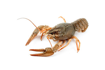 Image showing River raw crayfish