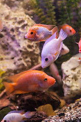 Image showing Tropical freshwater aquarium