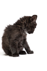 Image showing Cute black kitten on  a white background