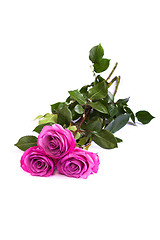 Image showing Three fresh pink roses over white background