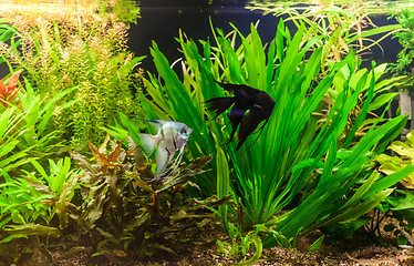 Image showing Ttropical freshwater aquarium with fishes