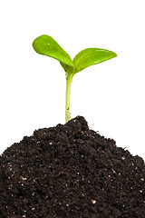 Image showing Heap dirt with a green plant sprout isolated