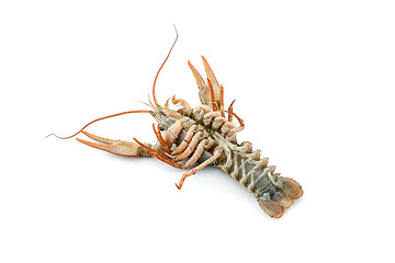 Image showing River raw crayfish