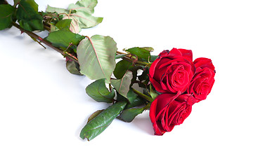 Image showing Three fresh red roses over white background