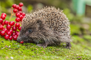 Image showing Wild Hedgehog is looking for a food