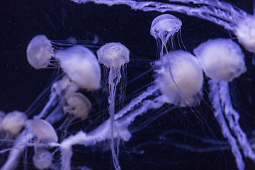 Image showing Beautiful jellyfish moving slowly in aquarium in Dubai