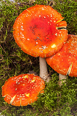 Image showing Fly agaric toadstool in moss