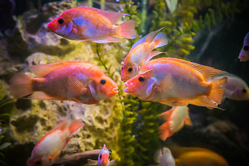 Image showing Ttropical freshwater aquarium with fishes