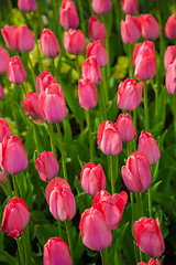 Image showing Multicolored flower  tulip field in Holland