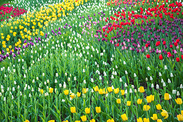 Image showing Multicolored flower  tulip field in Holland