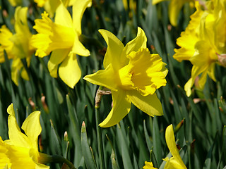Image showing Narcissus Flower