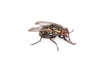 Image showing Fly isolated on white. Macro shot of a housefly,