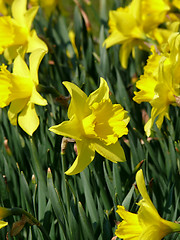 Image showing Narcissus Flower