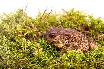 Image showing Toad is sitting on moss