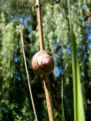 Image showing Snail Background