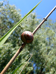 Image showing Snail Background
