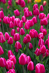 Image showing Multicolored flower  tulip field in Holland