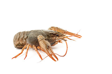 Image showing River raw crayfish