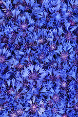 Image showing Beautiful spring flowers blue cornflower on background. Blue flo