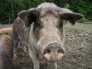 Image showing Pigface