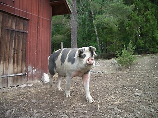 Image showing Pig