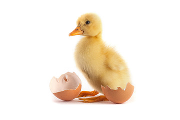 Image showing Yellow small duckling with egg on a white