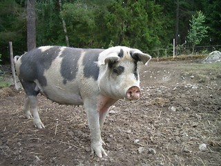 Image showing Pig