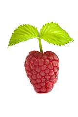 Image showing Bunch of a red raspberry on a white background. Close up macro s