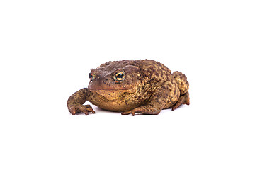 Image showing Forest toad. Green frog