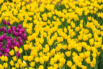 Image showing Multicolored flower  tulip field in Holland