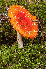 Image showing Fly agaric toadstool in moss