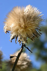 Image showing Cardoon - Cynara cardunculus L