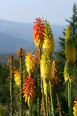 Image showing Red Hot Pokers selection