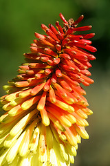 Image showing Red Hot Poker - kniphofia