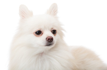 Image showing White pomeranian portrait