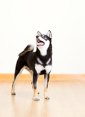 Image showing Shiba in black