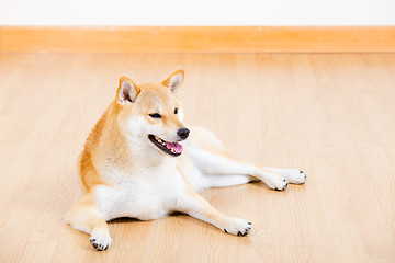 Image showing Brown shiba