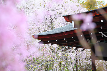 Image showing Japanese temple with weeping sakura