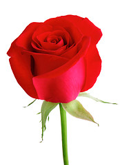 Image showing Red rose