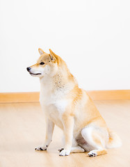 Image showing Adorable shiba at home