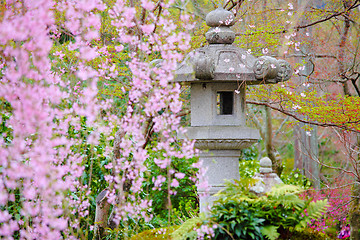 Image showing Japanese garden with stone lantern and weeping sakura