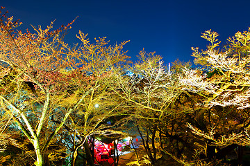 Image showing Sakura tree at night