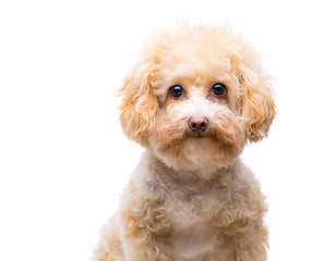 Image showing Poodle dog