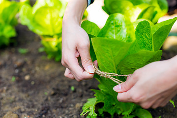 Image showing Cultivate lettuce vegetable